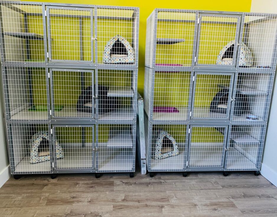 Cat Boarding The Pet Wagon