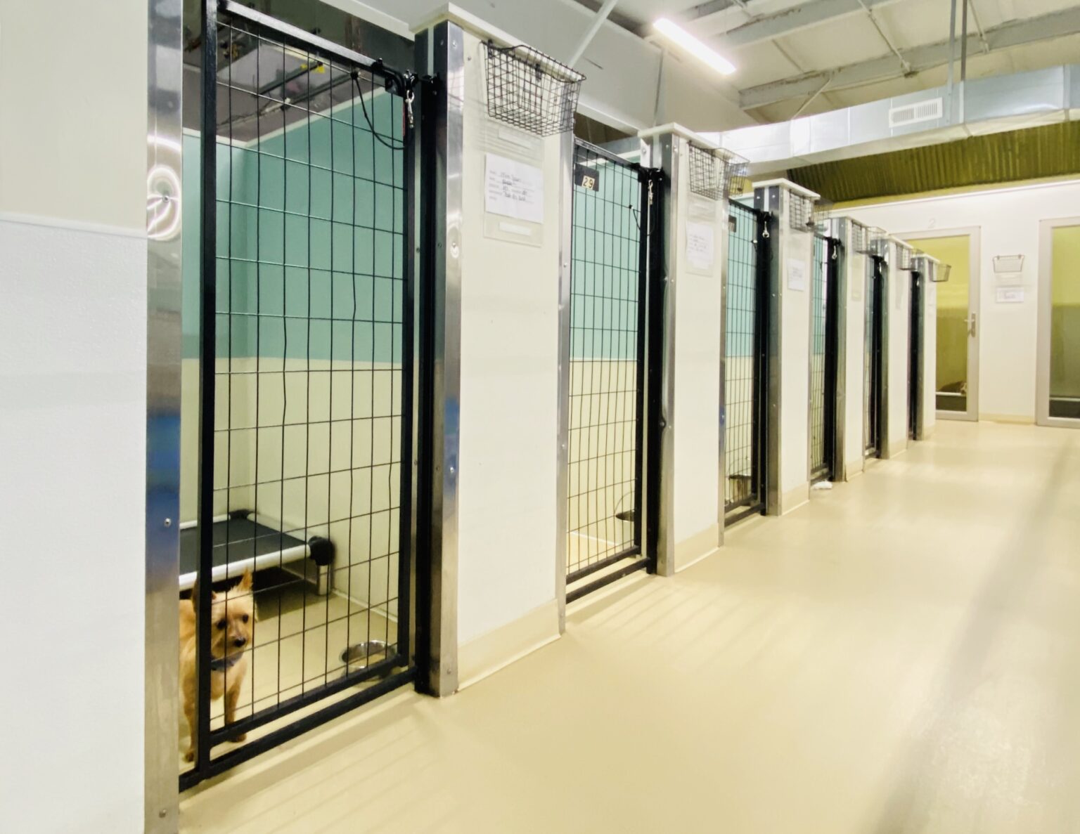 Dog Boarding V2 The Pet Wagon