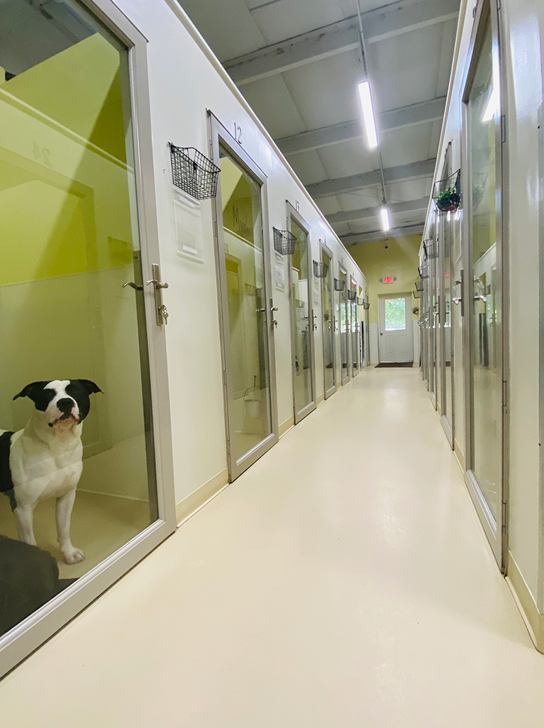 Dog home boarding durham top